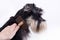 Combing cute dog