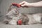 Combing lovely cute grey long haired cat. Fluffy cat loves being brushed