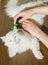 Combing white fluffy angora cat Furminator