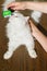 Combing white fluffy angora cat Furminator