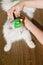 Combing white fluffy angora cat Furminator