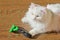 Combing white fluffy angora cat Furminator