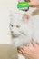 Combing white fluffy angora cat Furminator