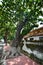 Combretaceae huge tree with old houses in Con Dao island, Vung tau, Vietnam