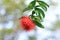 Combretum Constrictum Latin name, Finger Lies flower, Exotic Spiky Red Flower, Powderpuff combretum flower