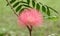 Combretum erythrophyllum Burchell Sonder