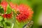 Combretum erythrophyllum (Burchell) Sonder