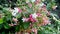 Combretum indicum flowers photo