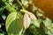 Combretum indicum leaf