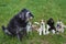 Come on, play with us. Group of dogs in the meadow