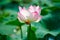 The comely lotus flowers and leaves