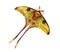 Comet moth Argema mittrei