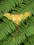 Comet moth (Argema mittrei), Ranomafana, Madagascar