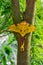 The Comet moth or Madagascan moon moth, Argema mittrei, sitting on a branch in front of a green blurry background