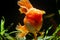 Comet tail oranda goldfish face at front glass in pet shop, orange Eastern ornamental breed of wild carp ancestor, popular