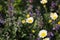 Comet White Marguerite Daisy with Purple Catmint Flowers in the Garden in Background