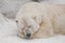 Comfort in the cold, restful sleep Powerful polar bear lies in the snow, close-up