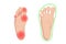 Comfortable barefoot shoes vector illustration infographic