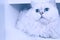 A comfortable Chinchilla Persian cat, silver shade, lies on one side of white cupboard and looking something with curious