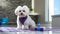 Comfortable Maltese Dog Enjoying Pampering Session in Vibrant Bathroom