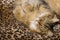 Comfortable Pixie Bob Cat on Leopard Blanket