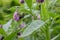 Comfrey