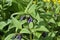 Comfrey