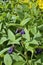 Comfrey