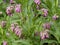 Comfrey blooming in a summer garden