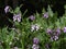 Comfrey blooming in a summer garden