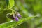 Comfrey blossom Symphytum officinale purple blue flowers on a
