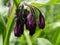 Comfrey blossoms bunch