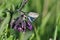 Comfrey with butterfly