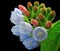 Comfrey flower closeup