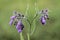 Comfrey flowers with leaves