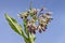 Comfrey flowers with leaves