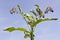 Comfrey flowers with leaves