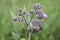 Comfrey flowers with leaves