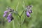 Comfrey flowers with leaves