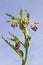 Comfrey flowers with leaves