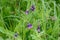 Comfrey flowers surrounded by greenery