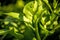 Comfrey, leaf in autumn closeup