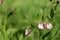Comfrey, leafs and blossoms
