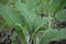 Comfrey Leaves Growing in Shade Garden