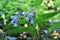 Comfrey is a medicinal plant