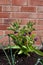 Comfrey plant growing in herb container