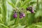 Comfrey plant, with mauve, violet of coloured blossom, green sheets, on the meadow