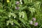 Comfrey plant, with mauve, violet of coloured blossom, green sheets, on the meadow