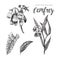 Comfrey - symphytum officinale black and white collection