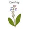 Comfrey Symphytum officinale , or boneset, knitbone, consound, slippery-root, medicinal plant